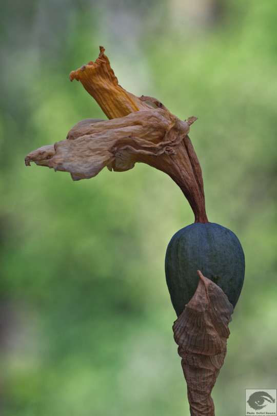  MG 4136 welke Blumen